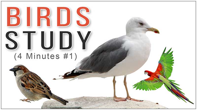 A Video Series of Reference Images of Birds for Drawing Study for All Fine Arts Students, Artists, Art Lovers, You can Easily Study It on Your Computer, Mobile Device, Laptop, or Tablet, Best Fine Art Institute in Delhi, India