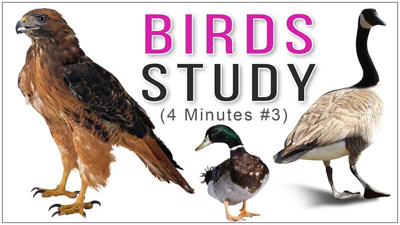 A Video Series of Reference Images of Birds for Drawing Study for All Fine Arts Students, Artists, Art Lovers, You can Easily Study It on Your Computer, Mobile Device, Laptop, or Tablet, Best Fine Art Institute in Delhi, India