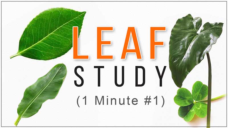 A Video Series of Reference Images of Leaves or Leaf for Drawing Study for All Fine Arts Students, Artists, Art Lovers, You can Easily Study It on Your Computer, Mobile Device, Laptop, or Tablet, Best Fine Art Institute in Delhi, India