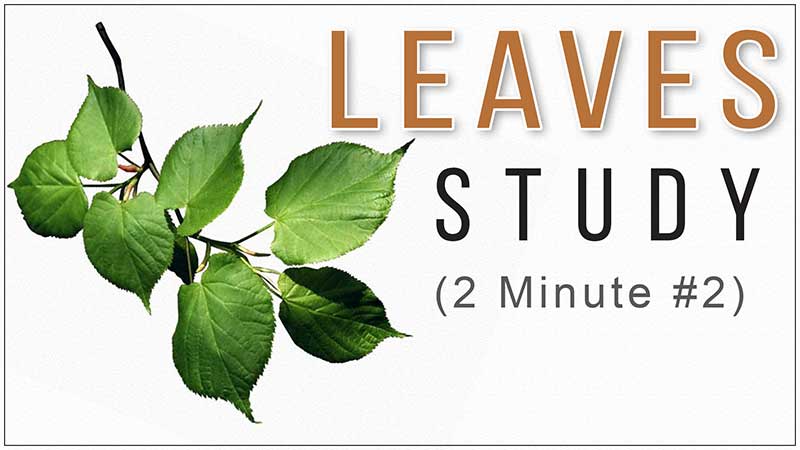 A Video Series of Reference Images of Leaves or Leaf for Drawing Study for All Fine Arts Students, Artists, Art Lovers, You can Easily Study It on Your Computer, Mobile Device, Laptop, or Tablet, Best Fine Art Institute in Delhi, India