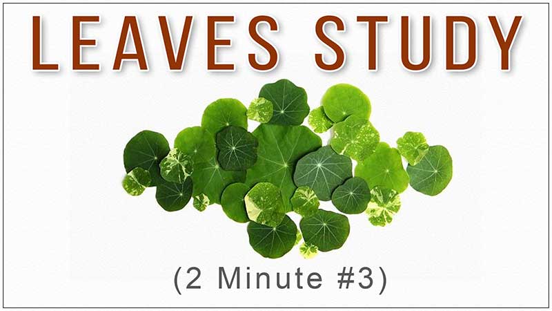 A Video Series of Reference Images of Leaves or Leaf for Drawing Study for All Fine Arts Students, Artists, Art Lovers, You can Easily Study It on Your Computer, Mobile Device, Laptop, or Tablet, Best Fine Art Institute in Delhi, India