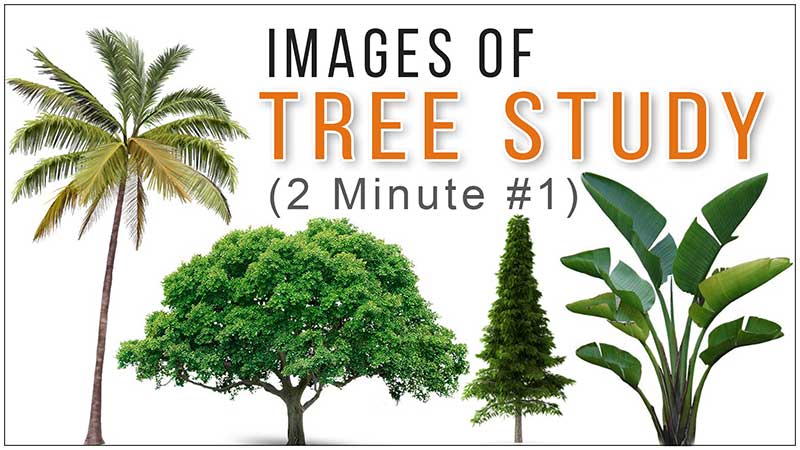 A Video Series of Reference Images of Trees for Drawing Study for All Fine Arts Students, Artists, Art Lovers, You can Easily Study It on Your Computer, Mobile Device, Laptop, or Tablet, Best Fine Art Institute in Delhi, India